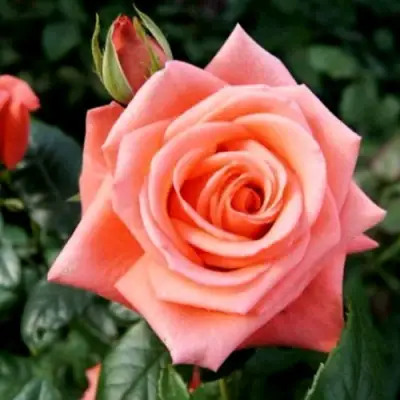 Роза ВАУ чайно-гибридная в Слуцке