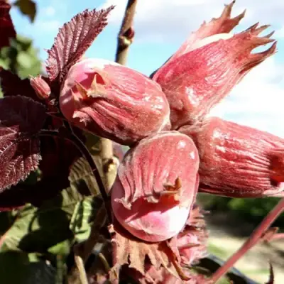 Фундук АЛЫЙ ПАРУС в Слуцке