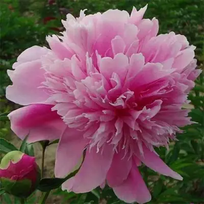 Пион ГОЛУБАЯ ХРИЗАНТЕМА травянистый в Слуцке