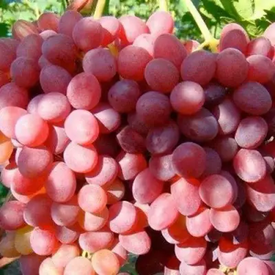 Виноград КИШМИШ КРАСНЫЙ в Слуцке