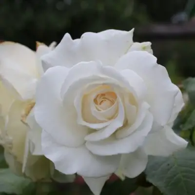 Роза АНАСТАСИЯ чайно-гибридная в Слуцке