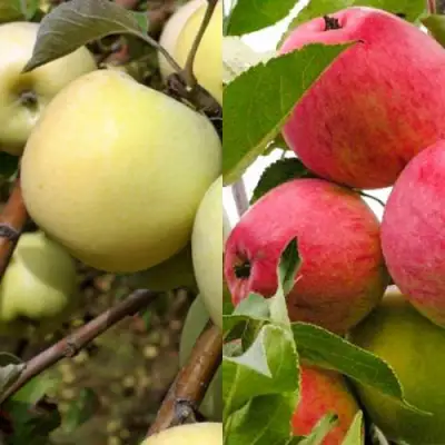 Комплект ЯБЛОЧНЫЙ ТАНДЕМ в Слуцке