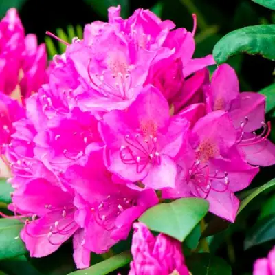 Азалия ПУРПУРТРАУМ японская в Слуцке