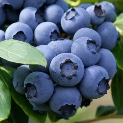 Голубика СПАРТАН в Слуцке