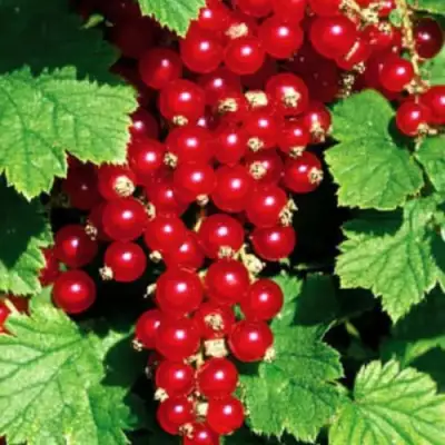Смородина красная РЕД ЛЕЙК в Слуцке