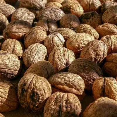 Грецкий орех ПИНСКИЙ в Слуцке
