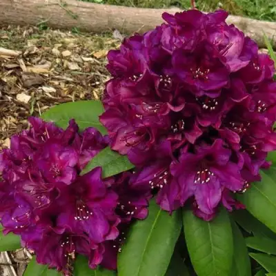 Рододендрон ПОЛАРНАХТ в Слуцке