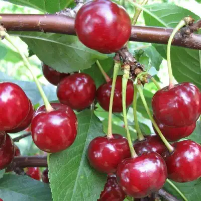 Вишня ТУРГЕНЕВКА в Слуцке