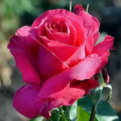 Роза ВИЕН РОУЗ чайно-гибридная в Слуцке