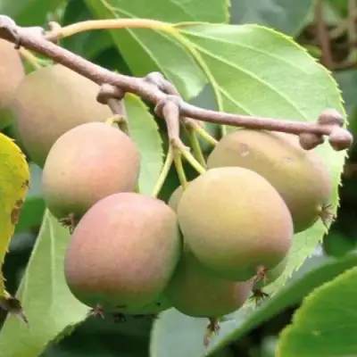 Актинидия ГИБРИДНАЯ КОЛБАСИНОЙ в Слуцке