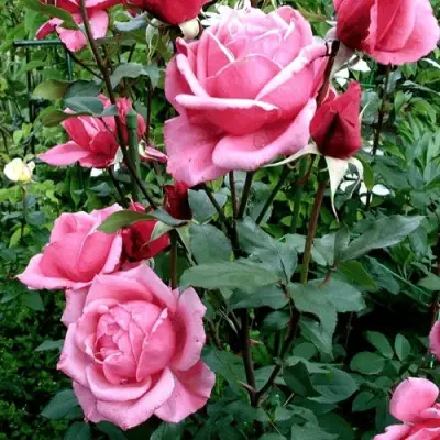 Роза ЭЙФЕЛЕВА БАШНЯ чайно-гибридная в Слуцке