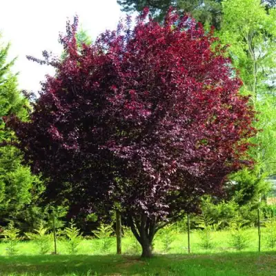 Слива НИГРА растопыреная в Слуцке