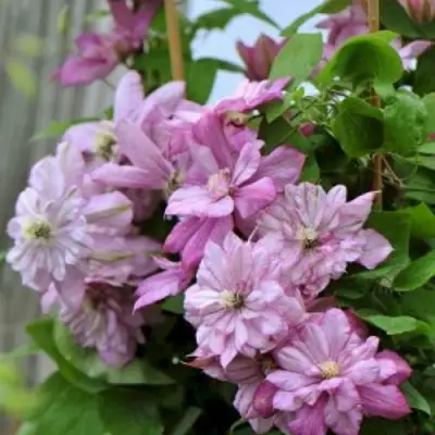 Клематис ИННОСЕНТ ГЛАНС в Слуцке