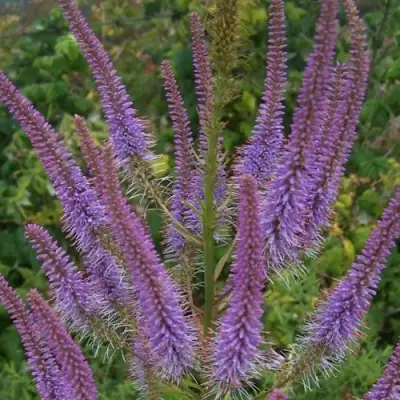 Вероникаструм ФАСЦИНЕЙШН в Слуцке