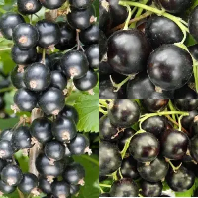 Комплект ЧЕРНАЯ СИЛА в Слуцке