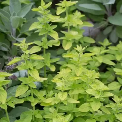 Душица ТАМБЛС ВАРИЕТИ обыкновенная в Слуцке