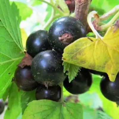 Смородина чёрная КАТЮША в Слуцке