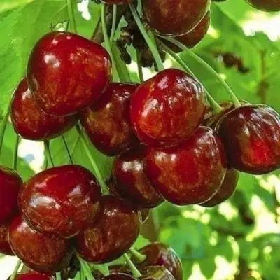 Черешня БУРЛАТ в Слуцке