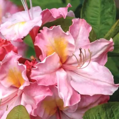 Азалия СЕССИЛЬ листопадная в Слуцке