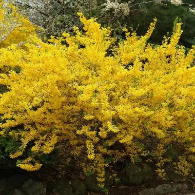 Форзиция ГОЛДЗАУБЕР средняя в Слуцке