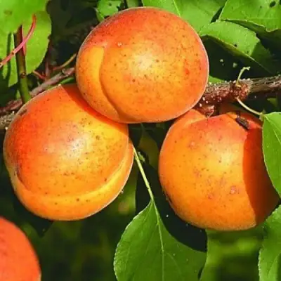 Абрикос СПАДЧЫНА в Слуцке