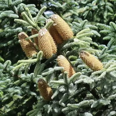 Пихта благородная в Слуцке