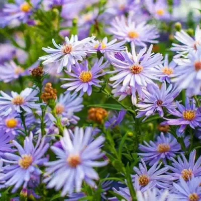 Астра ЛИТТЛ КАРЛОУ сердцелистная в Слуцке