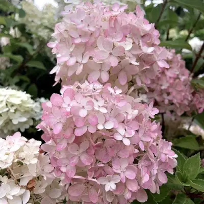 Гортензия БОМБШЕЛ метельчатая в Слуцке