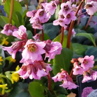 Бадан БЭБИ ДОЛЛ в Слуцке