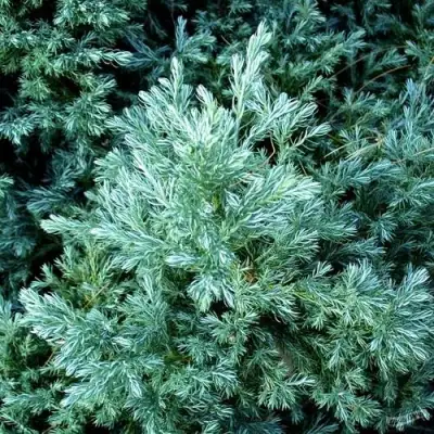 Кипарисовик БУЛЕВАРД горохоплодный в Слуцке