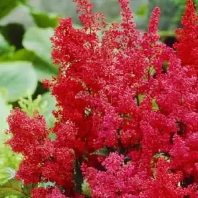 Астильба ЭТНА Арендса в Слуцке