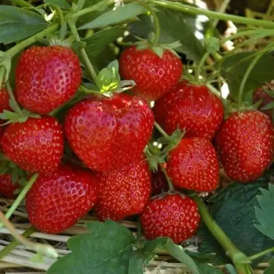 Клубника ЗЕНГА-ЗЕНГАНА в Слуцке