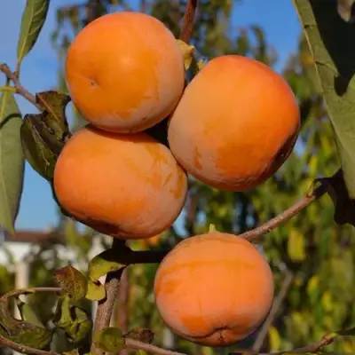 Хурма РОССИЯНКА в Слуцке