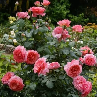 Роза ЛОРАН КАБРОЛЬ шраб в Слуцке