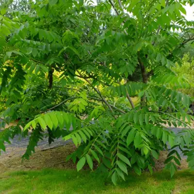 Орех МАНЬЧЖУРСКИЙ в Слуцке