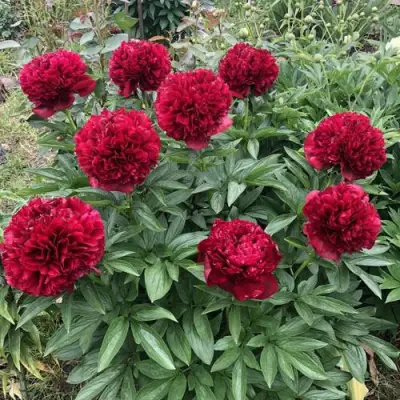 Пион ГАЛАКТИКА травянистый в Слуцке