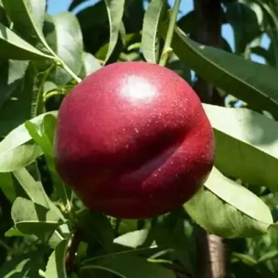 Нектарин БИГ-ТОП в Слуцке