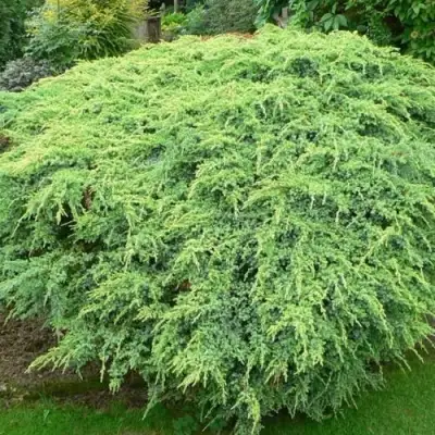 Можжевельник ХОЛГЕР чешуйчатый в Слуцке