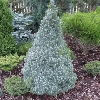 Ель САНДЕРС БЛЮ канадская в Слуцке