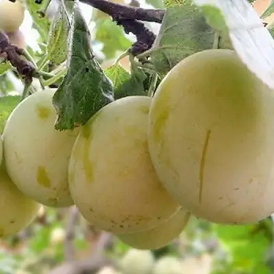 Слива УТРО в Слуцке