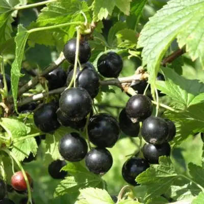 Смородина чёрная ПАМЯТЬ ВАВИЛОВА в Слуцке