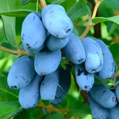 саженцы жимолости сердце гиганта