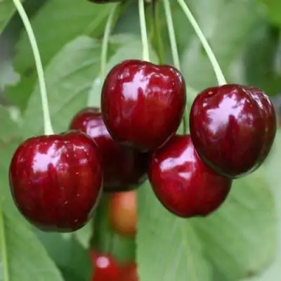 Черешня ВАЛЕРИЙ ЧКАЛОВ в Слуцке