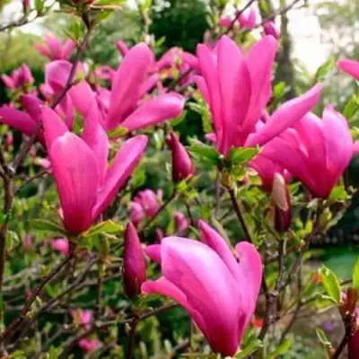 Магнолия СЬЮЗАН в Слуцке