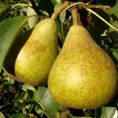 Груша ГЕНЕРАЛ ЛЕКЛЕРК в Слуцке