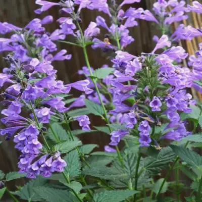 Котовник БЛЮ ДРИМС полусидячий в Слуцке