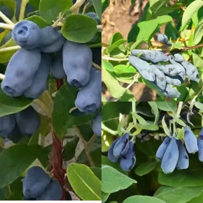 Комплект СЕВЕРНЫЕ ВИТАМИНЫ в Слуцке