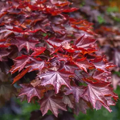 Клен КРИМСОН КИНГ остролистный в Слуцке