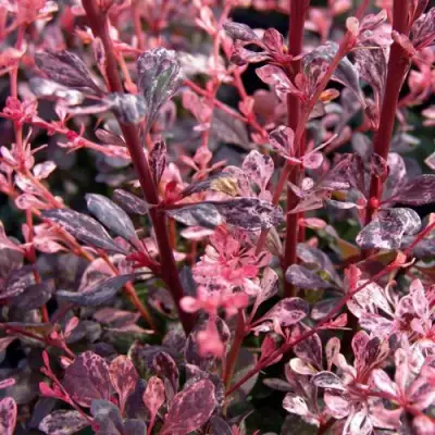 Барбарис АРЛЕКИН тунберга в Слуцке