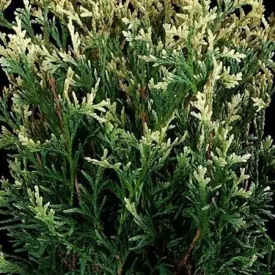 Туя ГОЛД ПЕРЛ западная в Слуцке